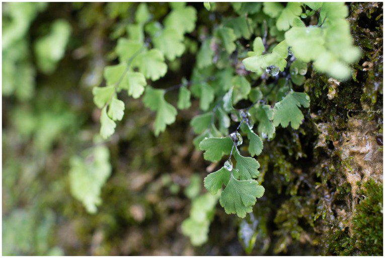 Travel photographer Lyndsay Curtis photographs a hike through Valle Delle Ferriere in the town of Amalfi on the coast of Southern Italy. | www.lyndsaycurtis.com